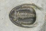 Cornuproetus Trilobite Fossil - Ofaten, Morocco #126289-1
